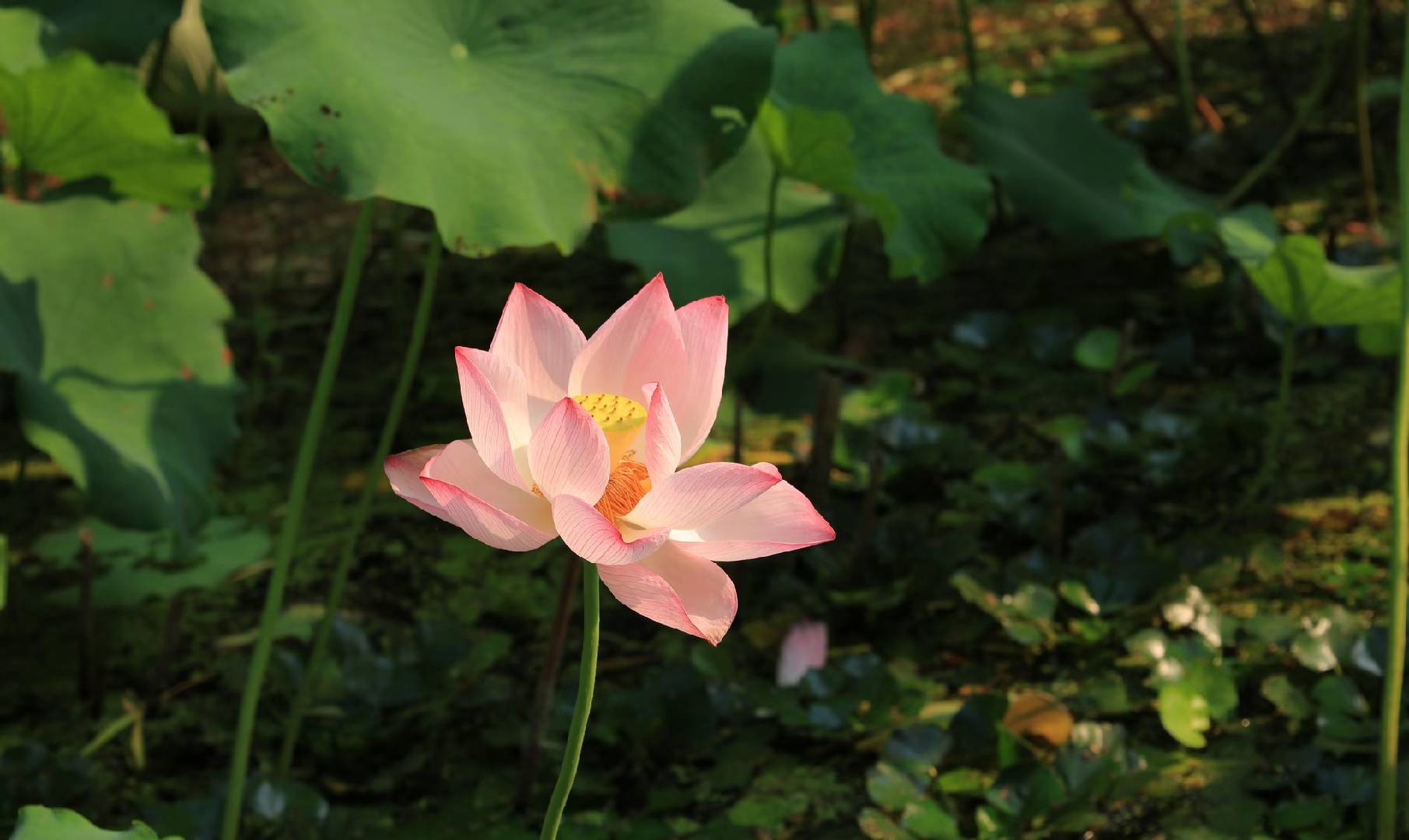 幸运星的头像-天善缘